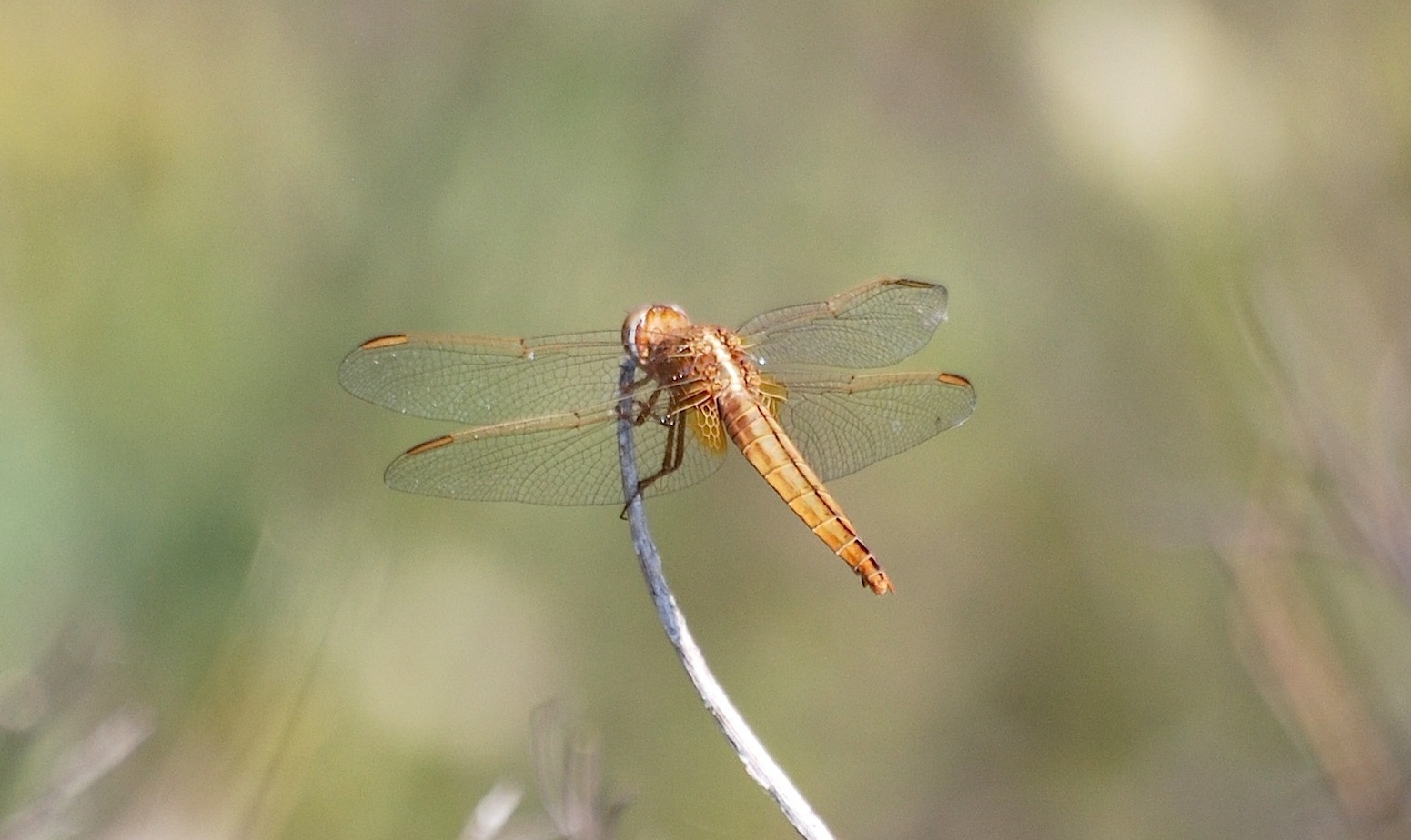 ID libellula 3: Crocothemis erythraea